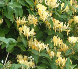 honeysuckle1