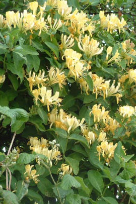 honeysuckle1