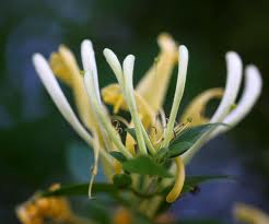 honeysuckle2