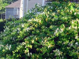 honeysuckle3
